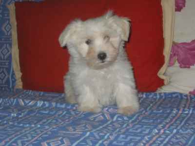 CHIOTS COTON DE TULEAR