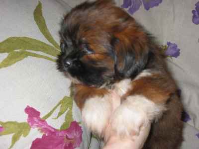 VENDS CHIOTS LHASSAS APSOS 