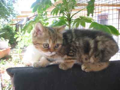 CHATONS PERSAN ET EXOTIC SHORTHAIR