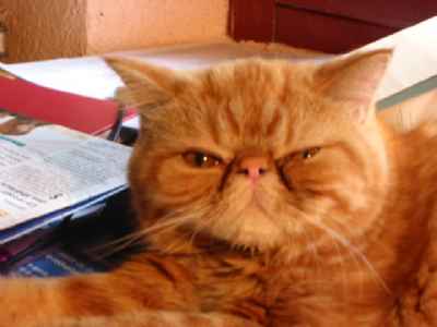 CHATONS TYPE PERSAN ET EXOTIC SHORTHAIR