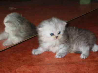 CHATONS PERSANS
