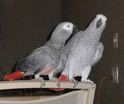 couple gris du gabon pour adoption 