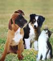 COMMENT ENTRAINER VOTRE CHIEN A LA PROPRETE