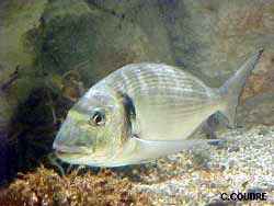 PECHE EN MEDITERRANEE