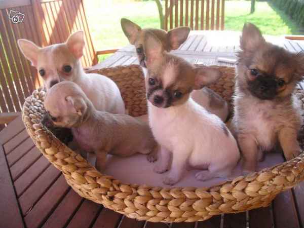 Animaux de ferme