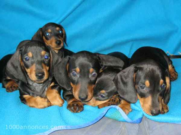 chiots teckels à poils ras