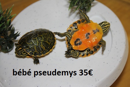 tortue d'eau pseudemys - livraison possible