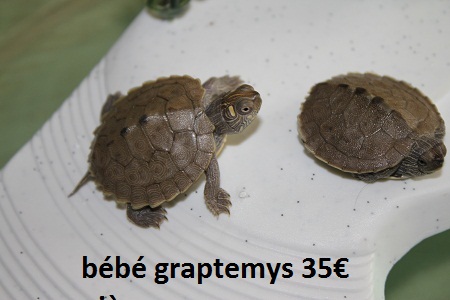 tortue d'eau graptemys - livraison possible
