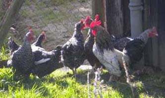 Animaux de ferme