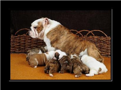 Animaux de ferme