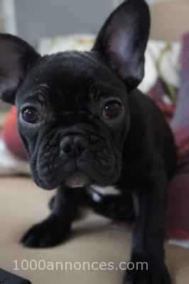 Animaux domestiques