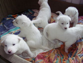 Animaux domestiques