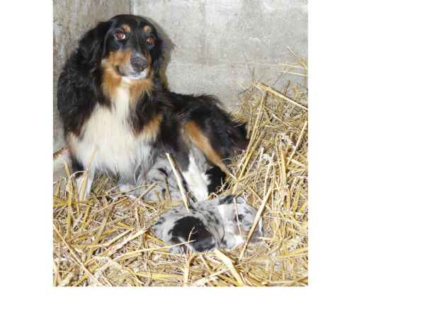 Animaux domestiques