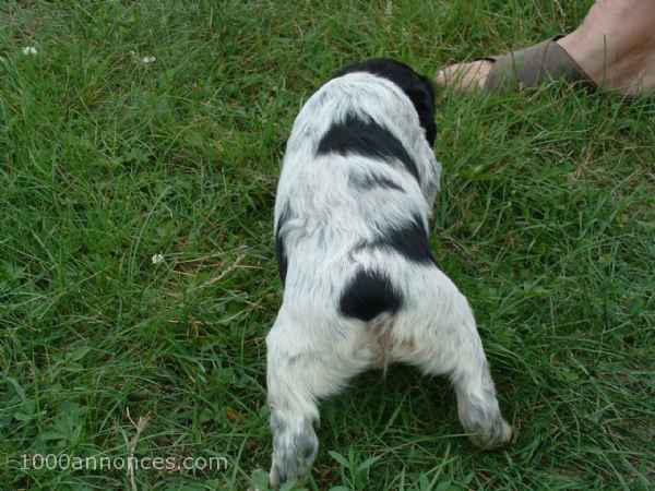 Animaux domestiques