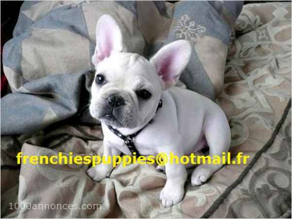 Animaux domestiques