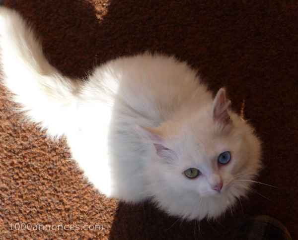 Animaux domestiques