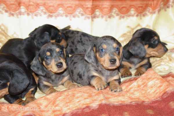 Animaux domestiques