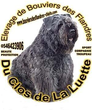 Animaux domestiques